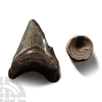Natural History - Fossil Shark Vertebrae and Megalodon Giant Shark Tooth Group