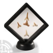 Natural History - Fossil Sand Shark Tooth Display