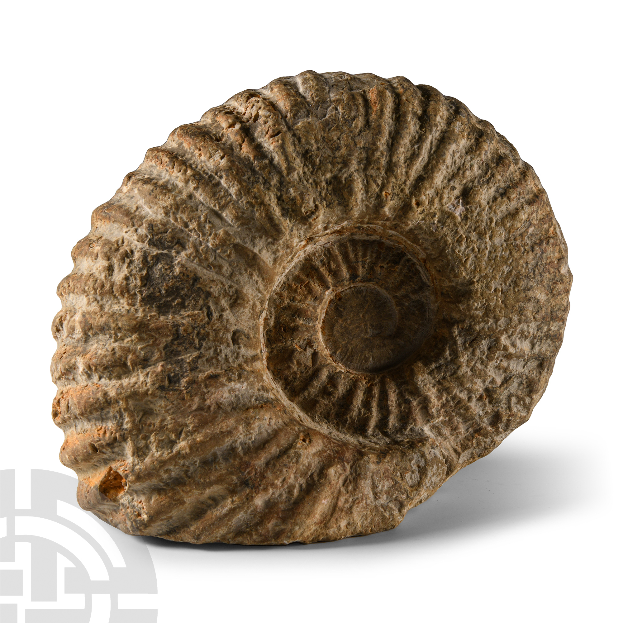 Natural History - Fossil Agadir Ammonite