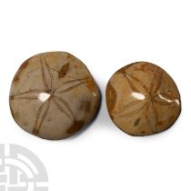 Natural History - Polished Fossil Sand Dollar Pair