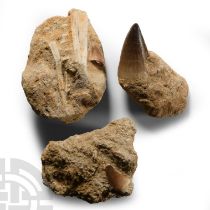 Natural History - Fossil Mosasaur Teeth and Fish Bone Group