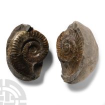 Natural History - Large Whitby Dac Fossil Ammonite