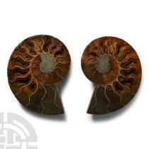 Natural History - Cut and Polished Fossil Ammonite