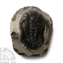 Natural History - Fossil Metcanthina Trilobite