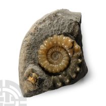 Natural History - British Xiphoceras Fossil Ammonite