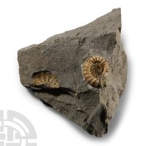 Natural History - British Fossil Ammonite