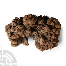 Natural History - Fossil Turtle Coprolite