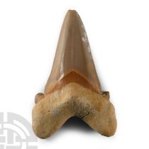 Natural History - Large Fossil Otodus Shark Tooth