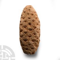 Natural History - Fossil Pine Cone
