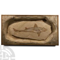 Natural History - Cretaceous Fossil Reef Shark