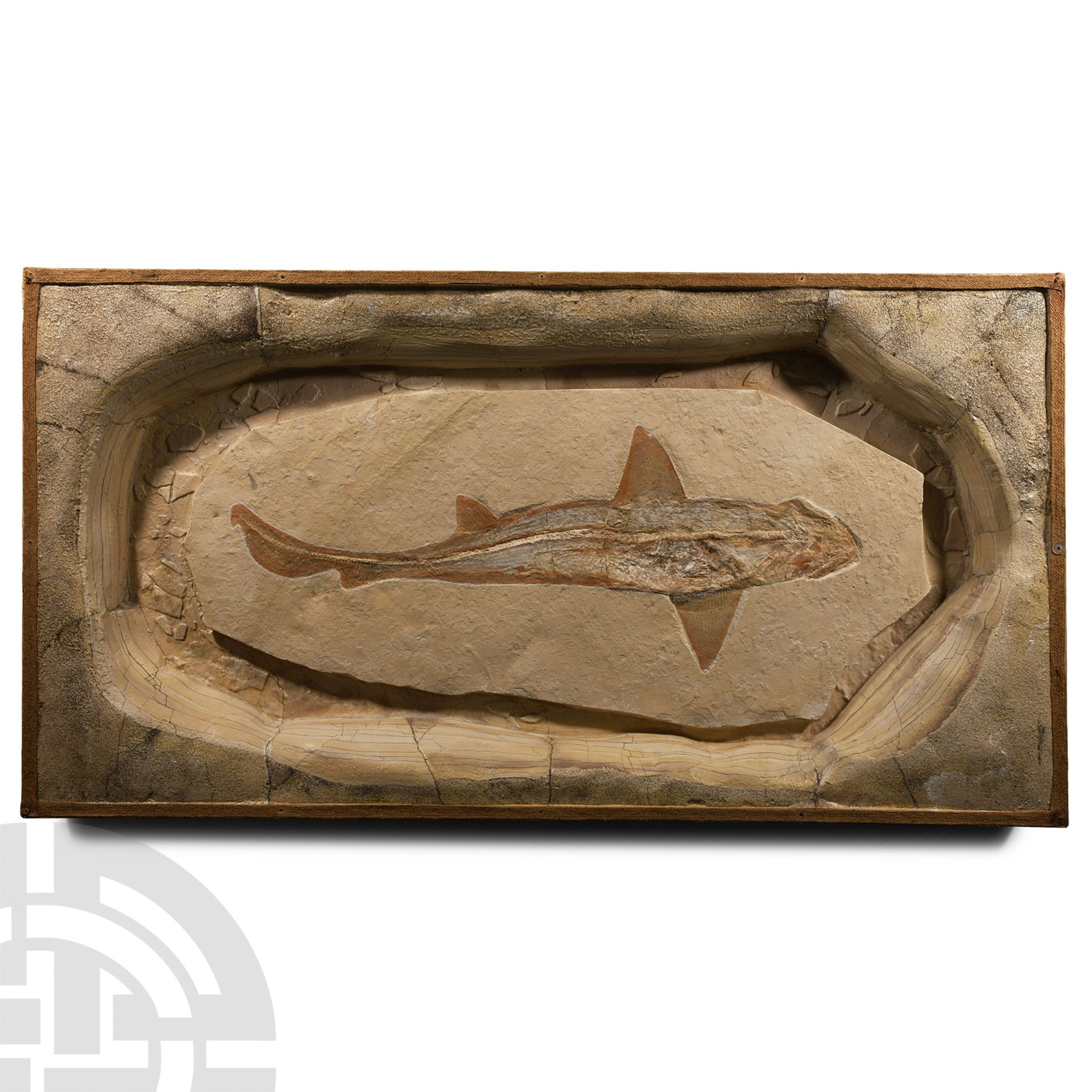 Natural History - Cretaceous Fossil Reef Shark