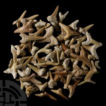 Natural History - Fossil Sand Shark Tooth Collection