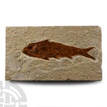 Natural History - Knightia Fossil Fish