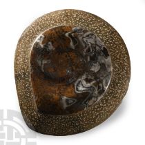 Natural History - Polished Fossil Goniatite Plate