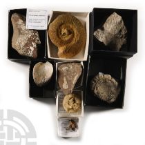 Natural History - British Fossil Collection