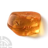 Natural History - Insect in Polished Baltic Amber