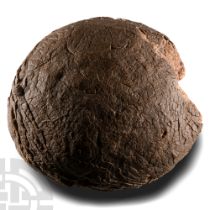 Natural History - Fossil Hadrosaur Dinosaur Egg