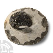 Natural History - Fossil Metcanthina Trilobite