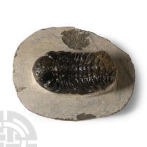 Natural History - Fossil Speculator Trilobite