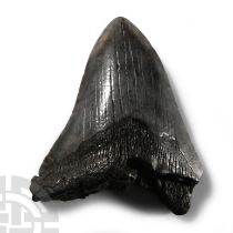 Natural History - Fossil Megalodon Shark Tooth