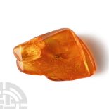 Natural History - Insect in Polished Baltic Amber