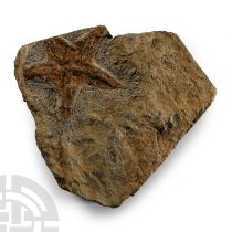 Natural History - Petraster Fossil Starfish