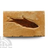 Natural History - Knightia Fossil Fish