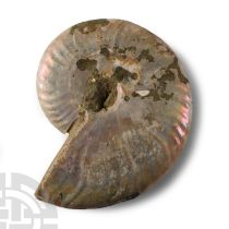 Natural History - Iridescent Fossil Ammonite