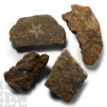 Natural History - Fossil Starfish Group