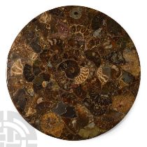 Natural History - Polished Fossil Ammonite Plate