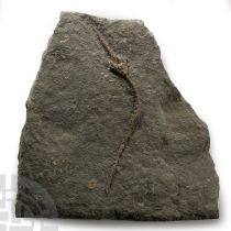 Natural History - Crinoid Fossil Display Plate