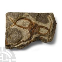 Natural History - Fossil Brittle Star