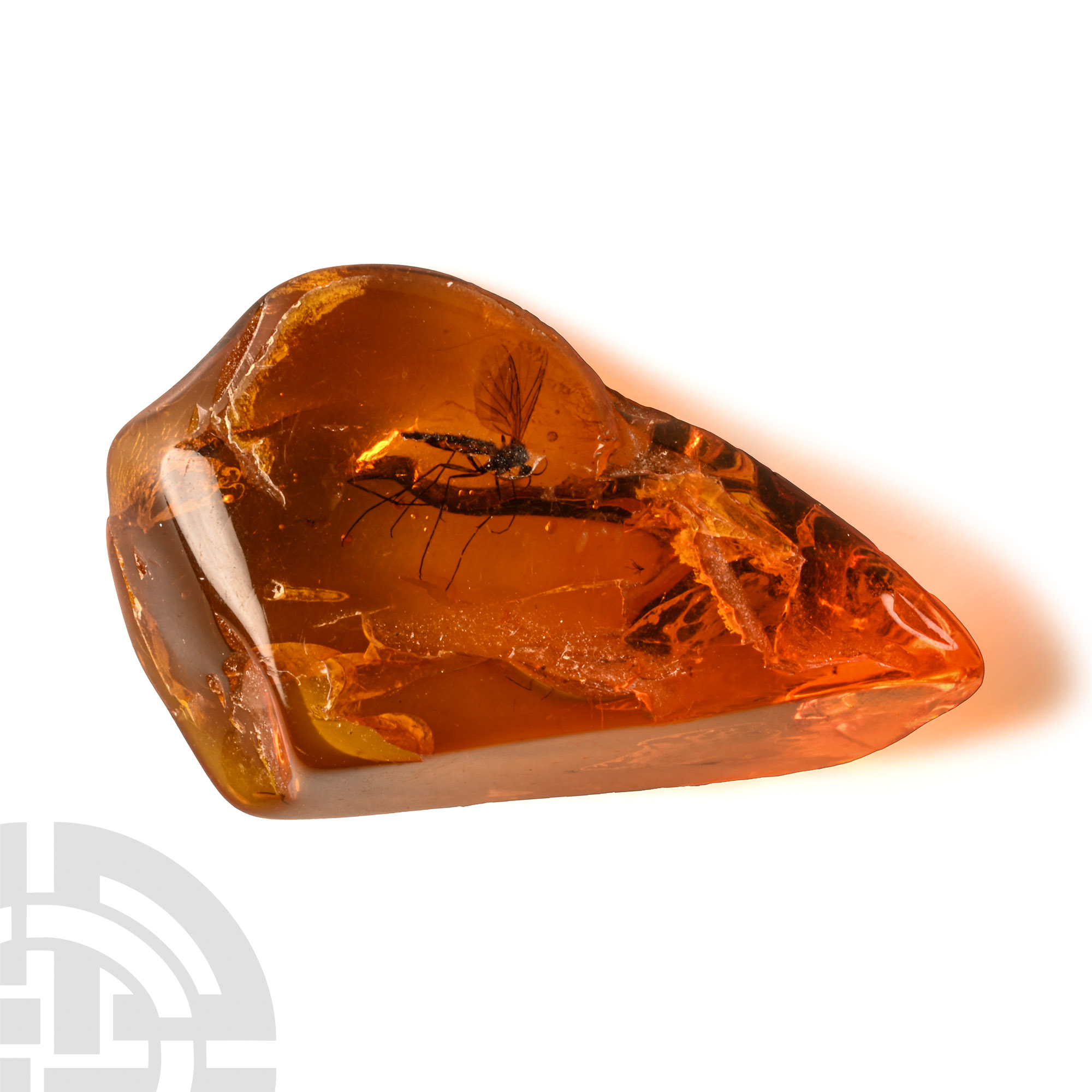 Natural History - Insect in Polished Baltic Amber