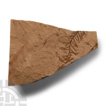 Natural History - Fossil Canadian Fern