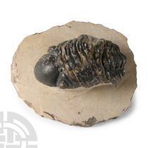 Natural History - Fossil Reedops Trilobite