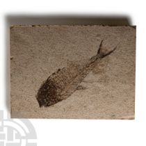 Natural History - Fossil Diplomystus Fish
