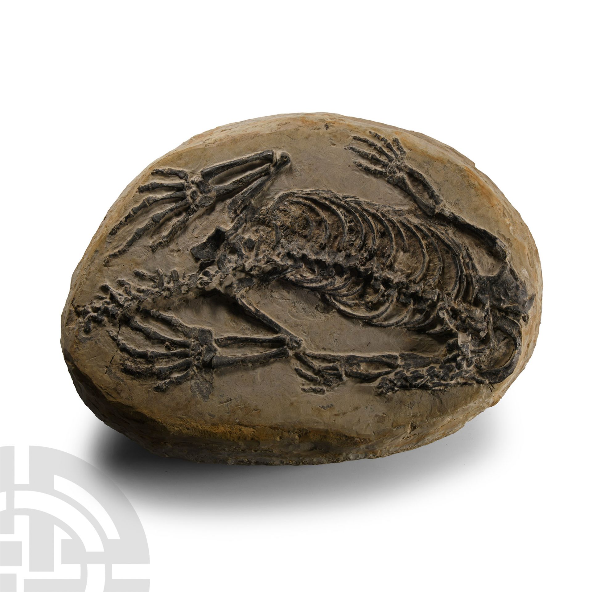 Natural History - Fossil Claudiosaurus Skeleton