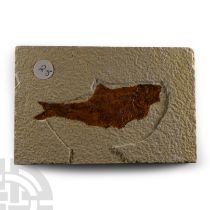 Natural History - Fossil Diplomystus Fish