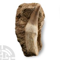 Natural History - Fossil Mosasaur 'Marine Dinosaur' Tooth with Root