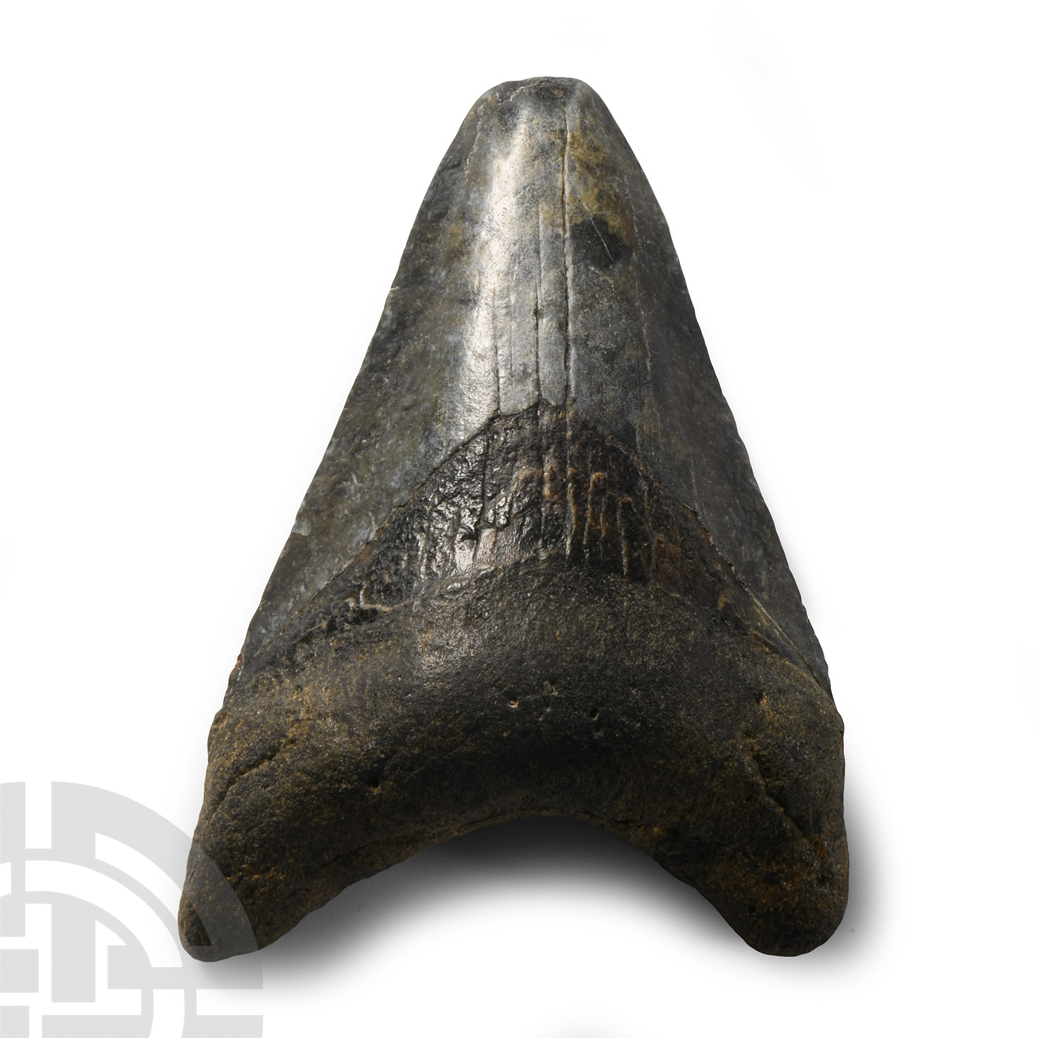 Natural History - Megalodon Giant Shark Fossil Tooth