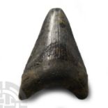 Natural History - Megalodon Giant Shark Fossil Tooth