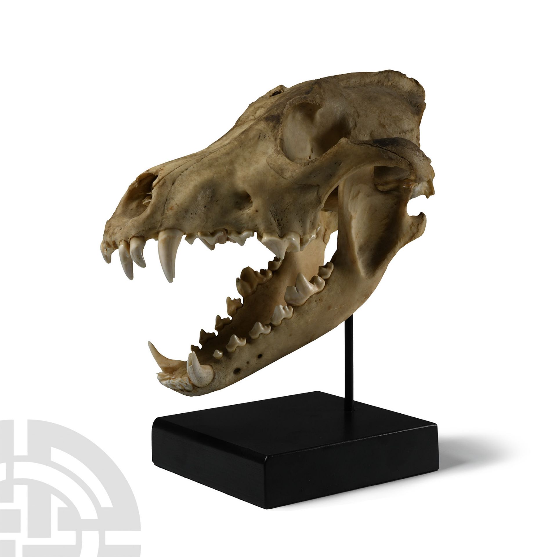Natural History - Canis Teilhardi Wolf's Skull - Bild 3 aus 3