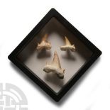 Natural History - Fossil Otodus Shark Tooth Display