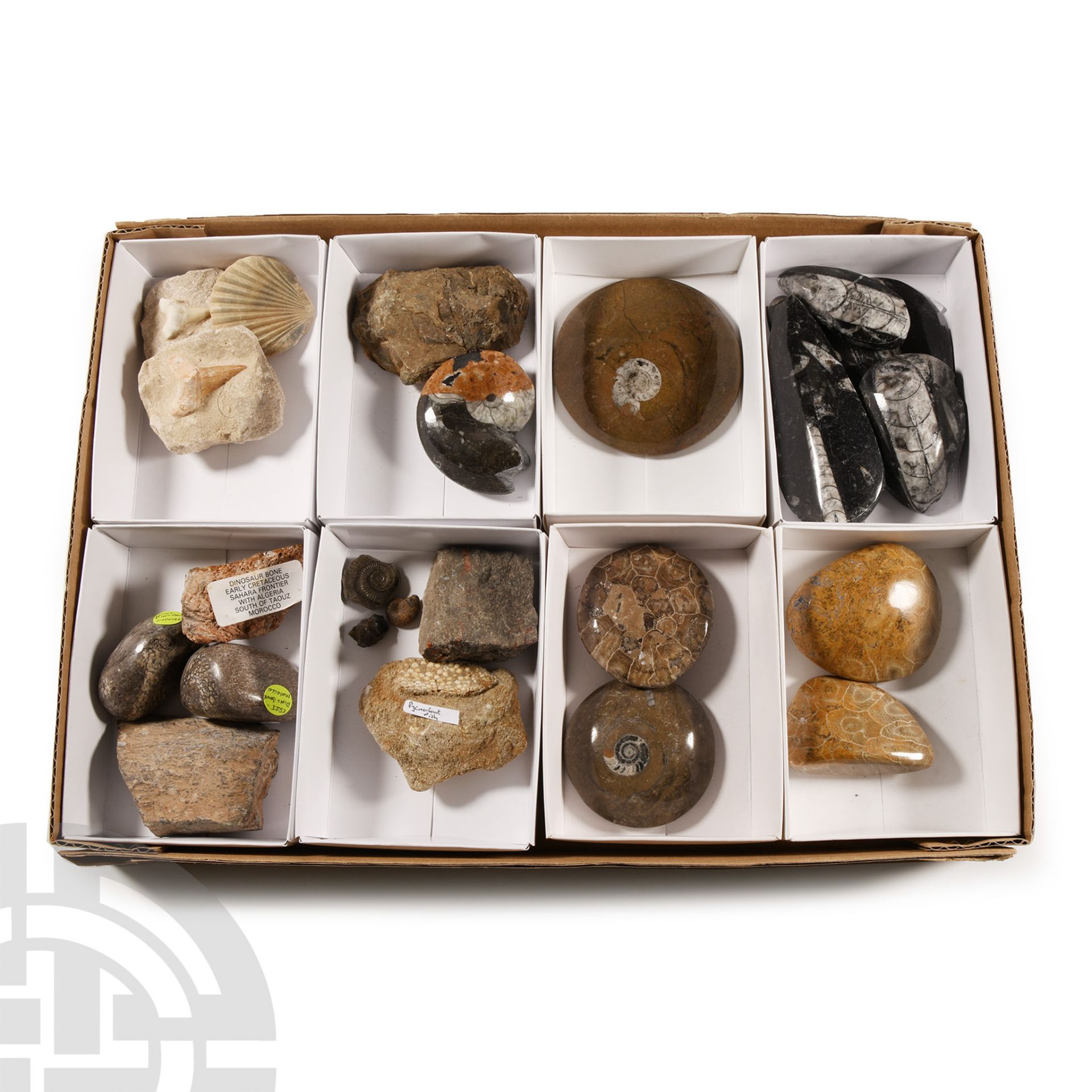 Natural History - Mixed Fossil Collection