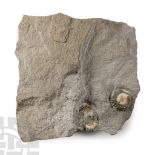 Natural History - Lyme Regis Fossil Ammonite Cluster
