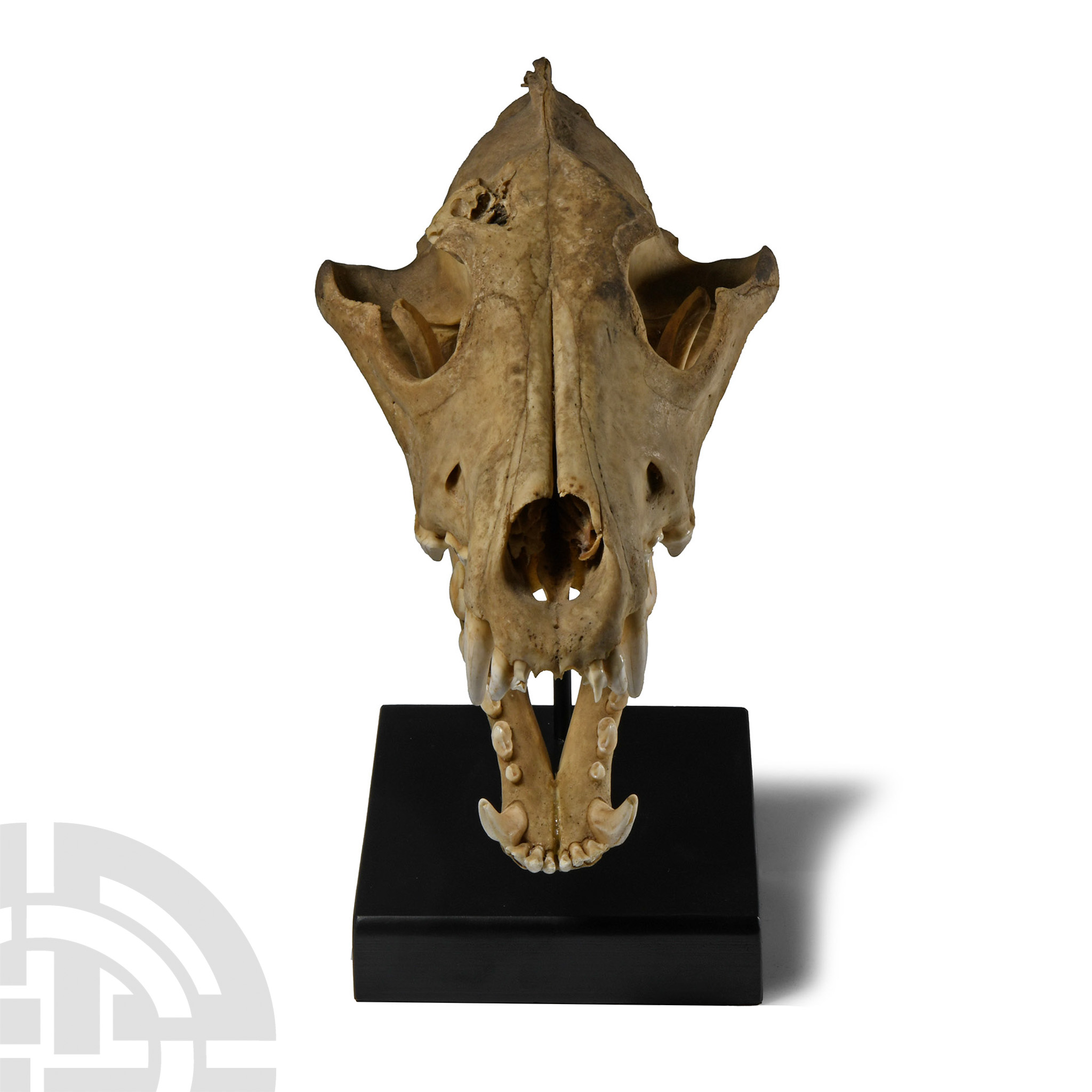 Natural History - Canis Teilhardi Wolf's Skull - Image 2 of 3