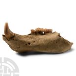 Natural History - Fossil Cave Bear Lower Jaw