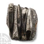 Natural History - Polished Fossil Orthoceras on Rock