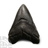 Natural History - Fossil Megalodon Giant Shark Tooth