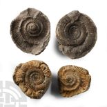 Natural History - British Fossil Ammonite Nodule Group